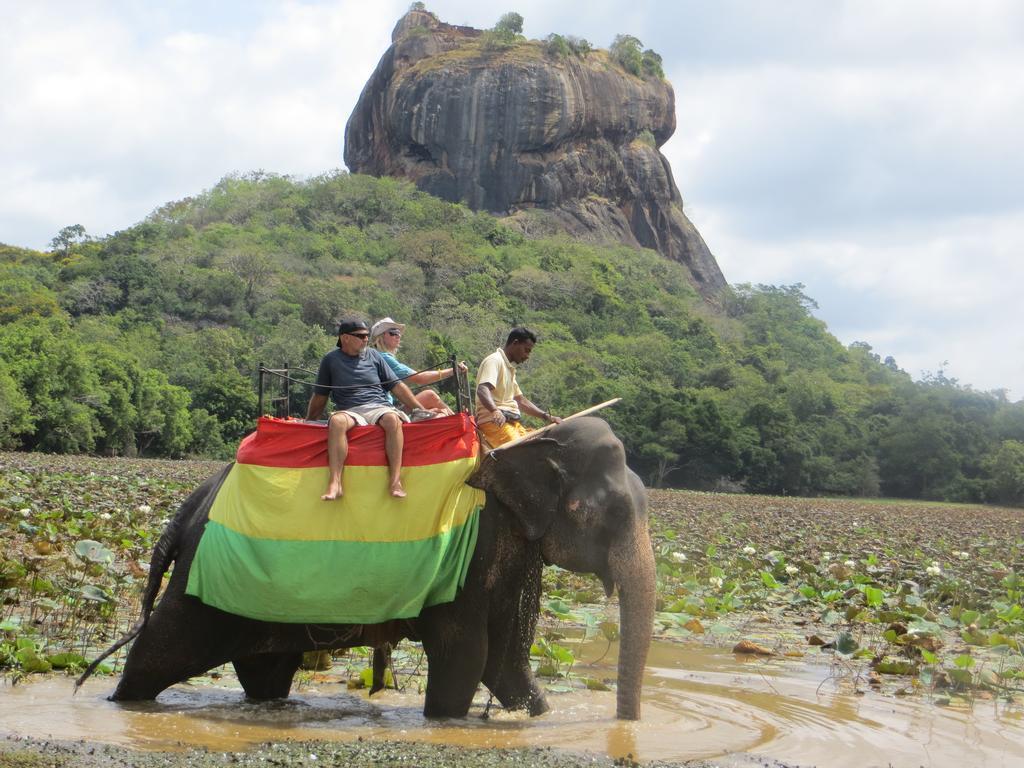 Sigiriya Peacock Homestay Zewnętrze zdjęcie