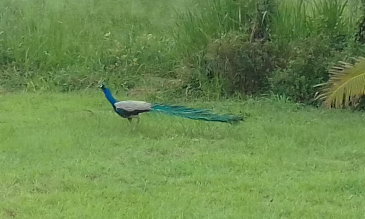 Sigiriya Peacock Homestay Zewnętrze zdjęcie